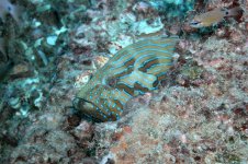 Khao Lak - Boonsung Wreck